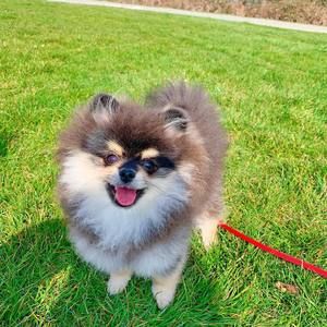 Meet your Posher, Yangyang